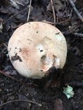Russula compacta image