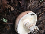 Russula compacta image