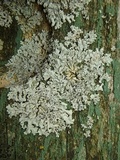 Physcia stellaris image