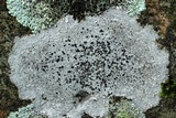 Rinodina destituta image
