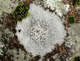 Rinodina destituta image