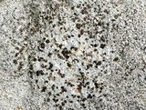 Rinodina destituta image