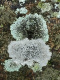 Rinodina destituta image