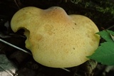 Piptoporus quercinus image