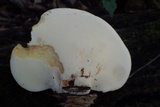 Piptoporus quercinus image