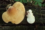 Piptoporus quercinus image