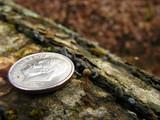 Mycena corticola image