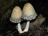 Coprinopsis variegata image