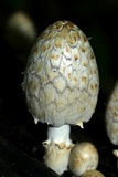 Coprinopsis variegata image