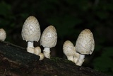 Coprinopsis variegata image
