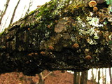 Mycena corticola image