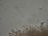 Dacrymyces punctiformis image