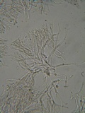 Dacrymyces punctiformis image