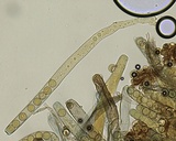 Plicaria endocarpoides image