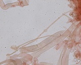 Plicaria endocarpoides image