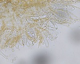 Caloscypha fulgens image