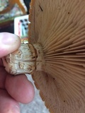 Neolentinus ponderosus image