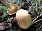 Gymnopilus penetrans image