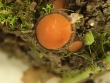 Scutellinia nigrohirtula image