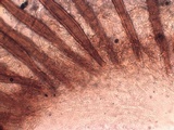Scutellinia nigrohirtula image