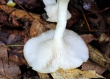 Pleurotus citrinopileatus image