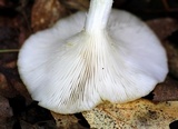 Pleurotus citrinopileatus image