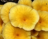 Pleurotus citrinopileatus image
