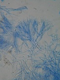 Dacrymyces punctiformis image