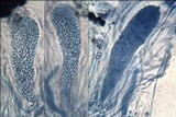 Sarcogyne fallax image