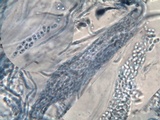 Sarcogyne fallax image