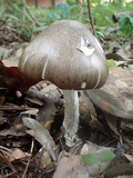 Amanita manginiana image
