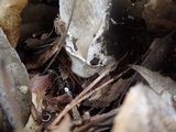 Amanita manginiana image