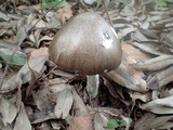 Amanita manginiana image