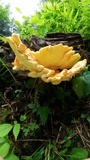 Laetiporus cincinnatus image