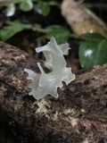 Tremella fuciformis image