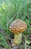 Amanita flavorubens image