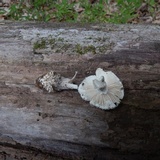 Amanita onusta image