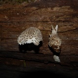 Amanita onusta image