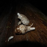 Amanita onusta image