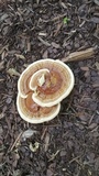 Ganoderma sessile image
