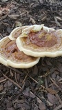 Ganoderma sessile image