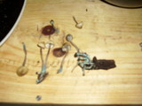 Mycena amicta image