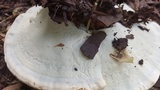Ganoderma sessile image