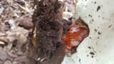 Ganoderma sessile image