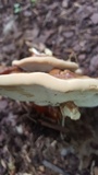 Ganoderma sessile image