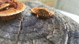 Gloeophyllum sepiarium image