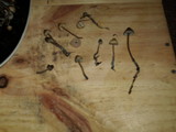 Mycena amicta image