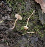 Naucoria paludosa image