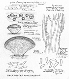 Dacrymyces punctiformis image