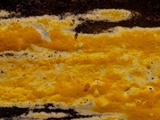 Ceriporia spissa image